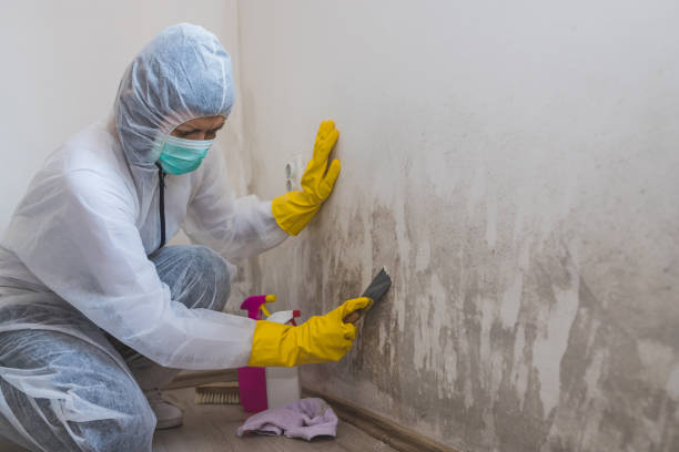 Best Attic Mold Remediation in Bunkie, LA