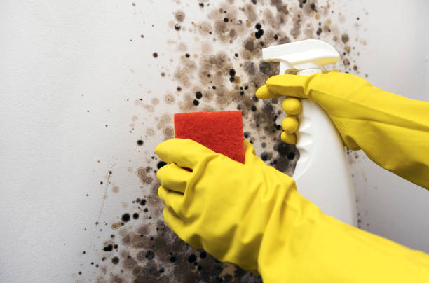 Best White Mold Remediation in Bunkie, LA