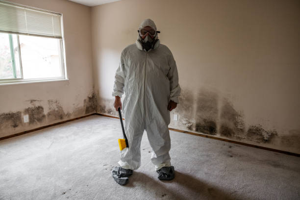 Best Attic Mold Remediation in Bunkie, LA