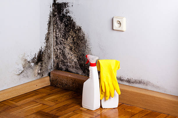 Professional Mold Remediation in Bunkie, LA