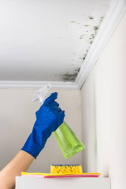 Best Kitchen Mold Remediation in Bunkie, LA